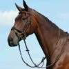 Collegiate Syntovia+ Plain Flat Running Martingale - Brown